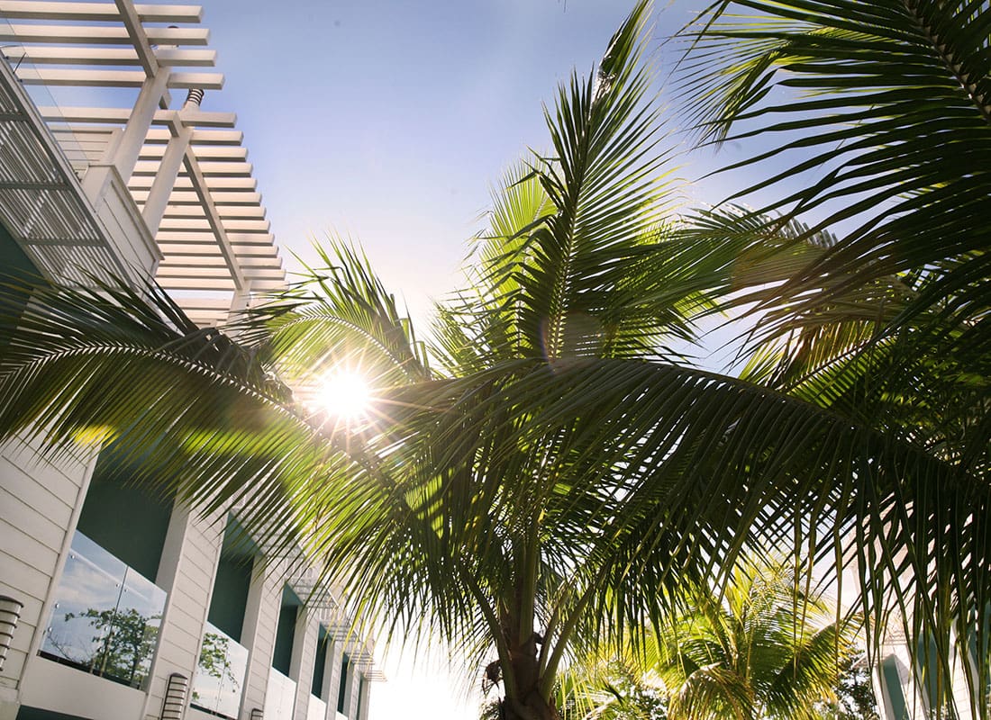 Kendall, FL - Closeup View of a Palm Tree Next to a Modern Building in Kendall Florida Against a Blue Sky